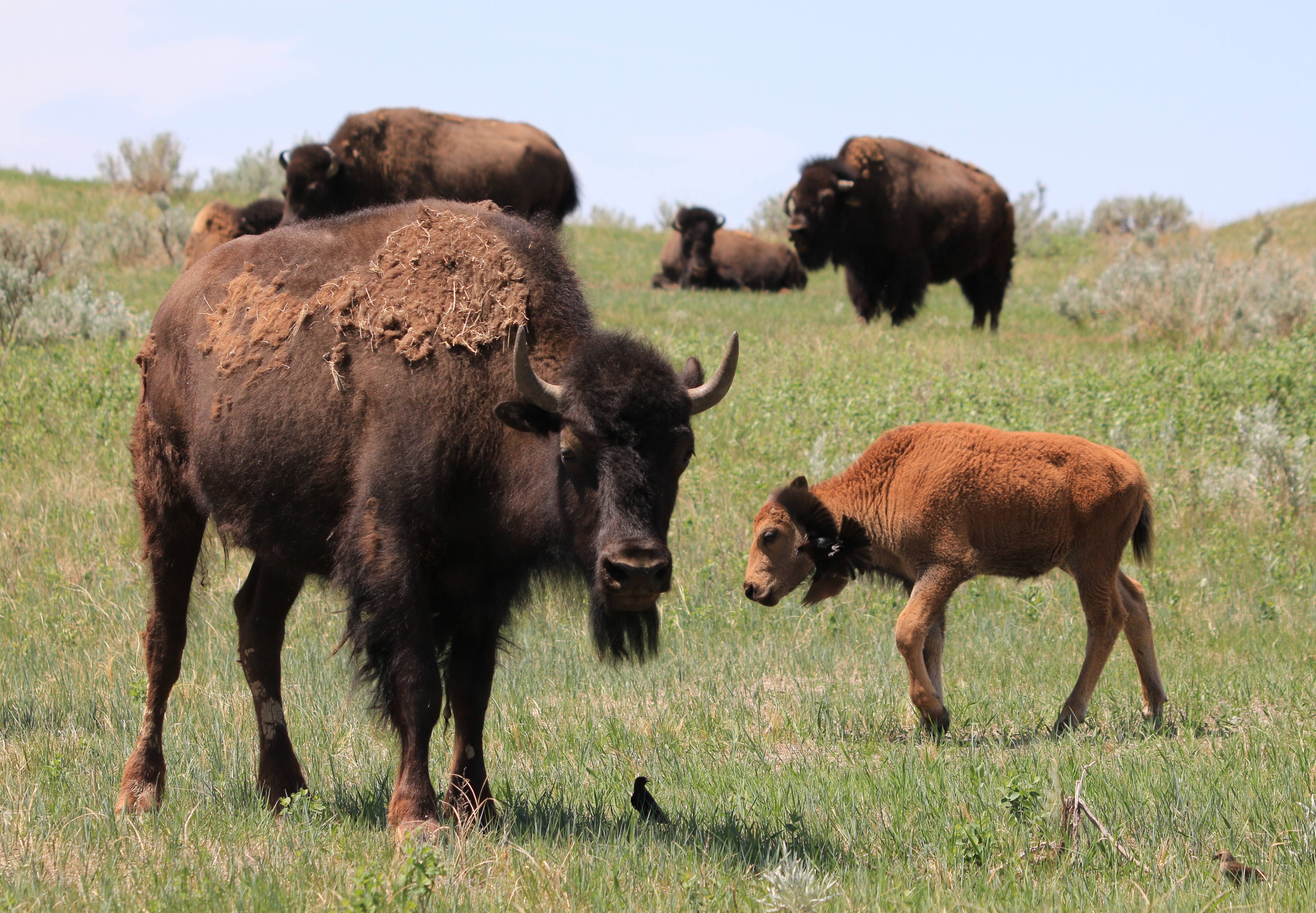 Theodore Roosevelt NP